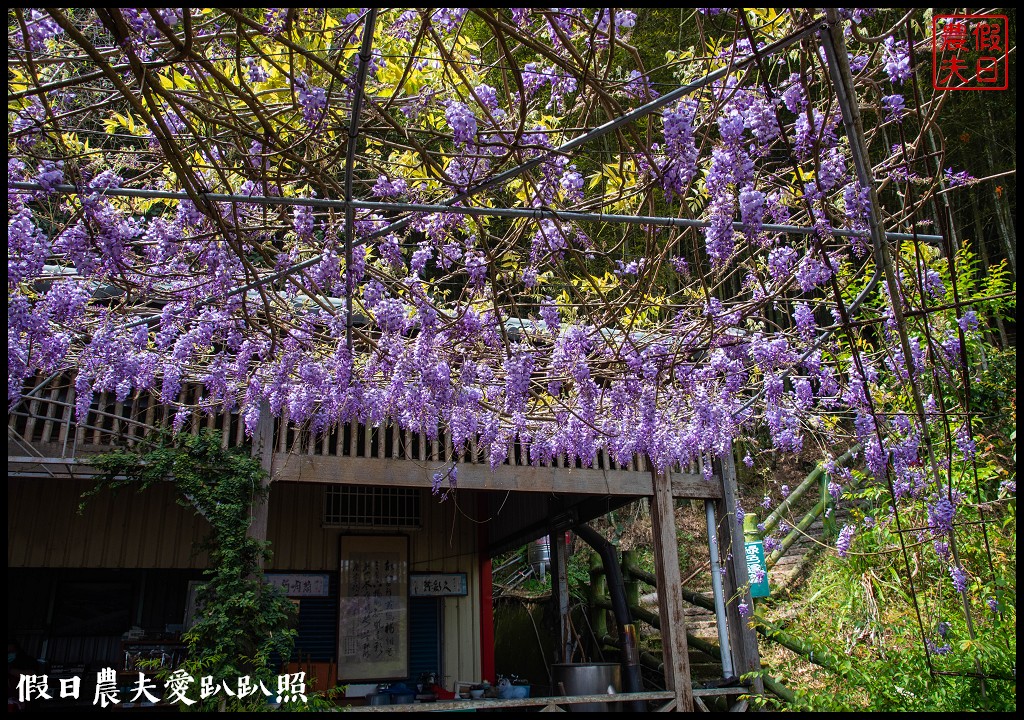 瑞里紫藤花況搶先報．目前綠色隧道休息站前最美/王鼎茶園也不錯 @假日農夫愛趴趴照