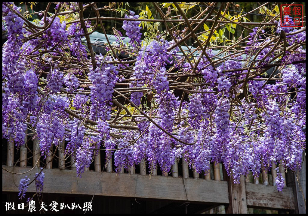 瑞里紫藤花況搶先報．目前綠色隧道休息站前最美/王鼎茶園也不錯 @假日農夫愛趴趴照