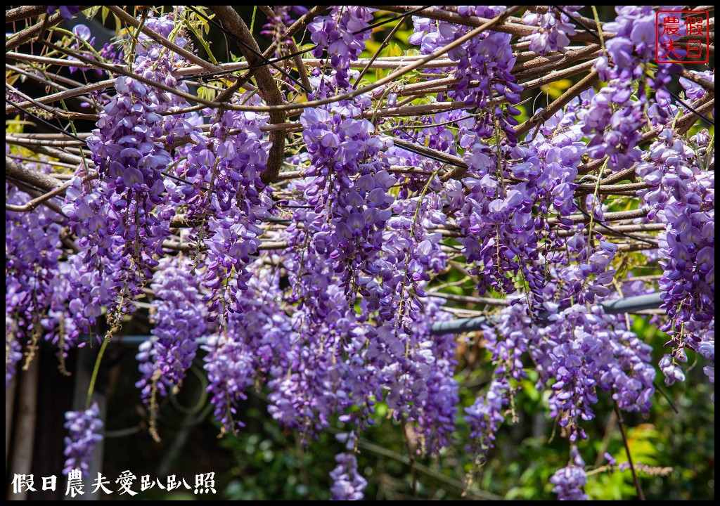 瑞里紫藤花況搶先報．目前綠色隧道休息站前最美/王鼎茶園也不錯 @假日農夫愛趴趴照