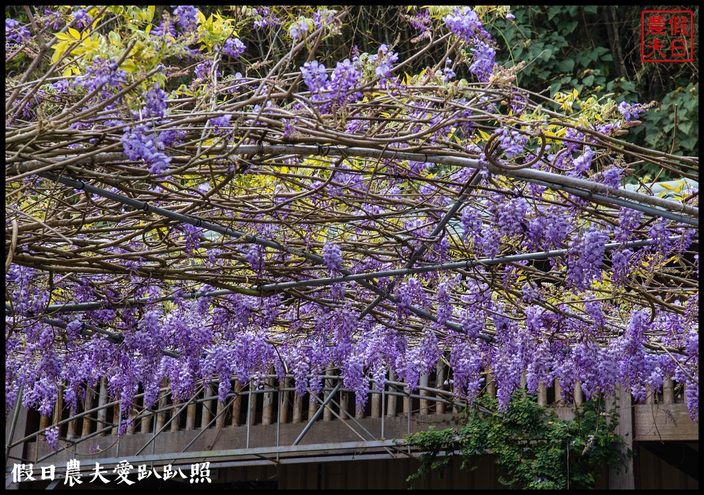 瑞里紫藤花況搶先報．目前綠色隧道休息站前最美/王鼎茶園也不錯 @假日農夫愛趴趴照