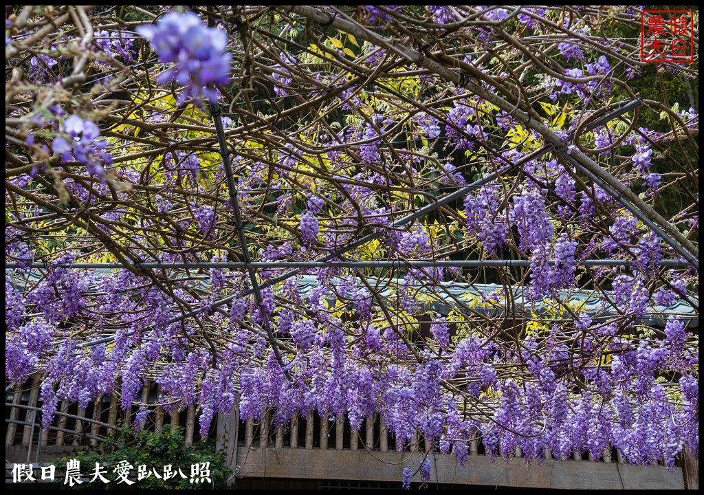 瑞里紫藤花況搶先報．目前綠色隧道休息站前最美/王鼎茶園也不錯 @假日農夫愛趴趴照