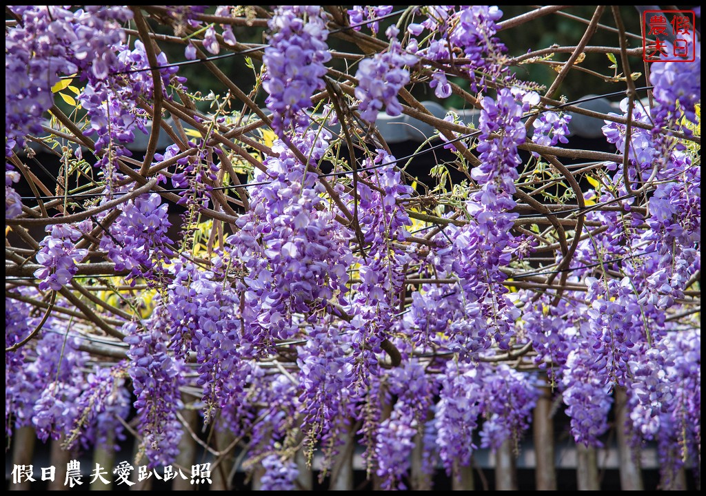 瑞里紫藤花況搶先報．目前綠色隧道休息站前最美/王鼎茶園也不錯 @假日農夫愛趴趴照