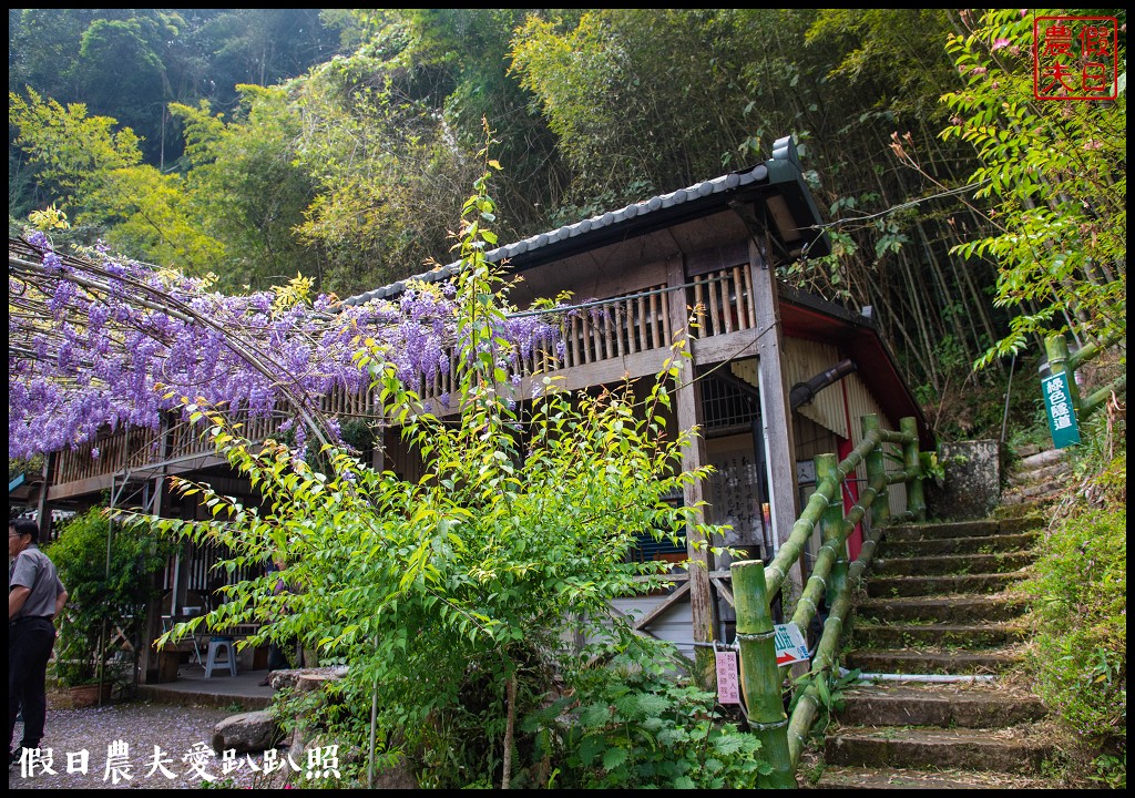 瑞里紫藤花況搶先報．目前綠色隧道休息站前最美/王鼎茶園也不錯 @假日農夫愛趴趴照