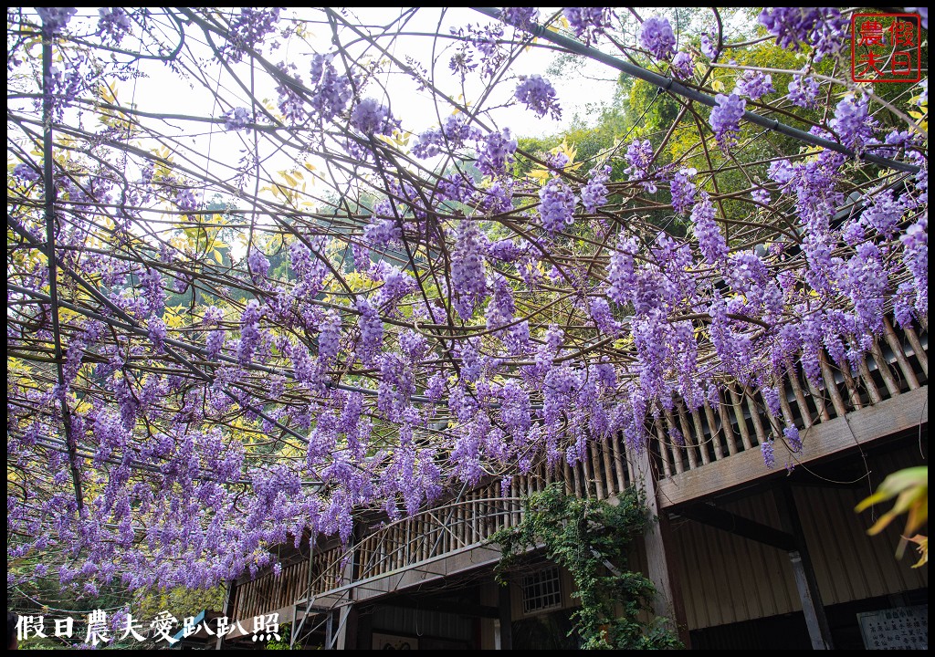 瑞里紫藤花況搶先報．目前綠色隧道休息站前最美/王鼎茶園也不錯 @假日農夫愛趴趴照