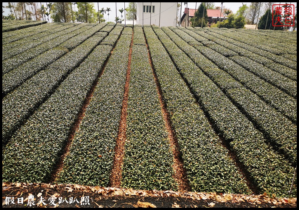 瑞里紫藤花況搶先報．目前綠色隧道休息站前最美/王鼎茶園也不錯 @假日農夫愛趴趴照