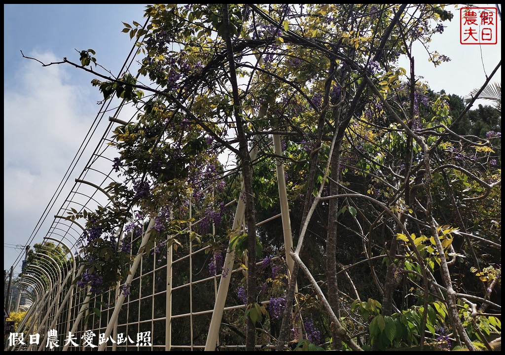 瑞里紫藤花況搶先報．目前綠色隧道休息站前最美/王鼎茶園也不錯 @假日農夫愛趴趴照