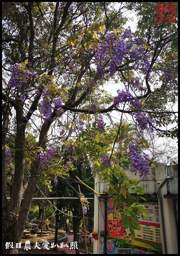 瑞里紫藤花況搶先報．目前綠色隧道休息站前最美/王鼎茶園也不錯 @假日農夫愛趴趴照