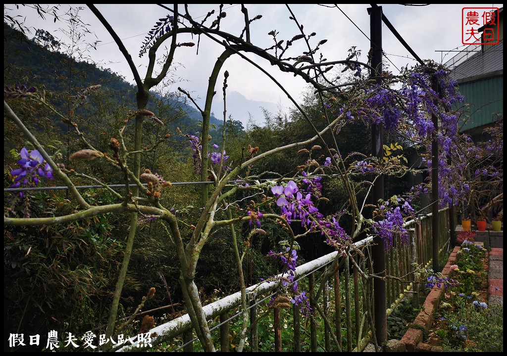 瑞里紫藤花況搶先報．目前綠色隧道休息站前最美/王鼎茶園也不錯 @假日農夫愛趴趴照