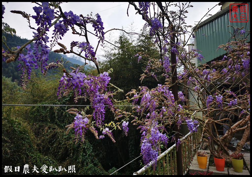 瑞里紫藤花況搶先報．目前綠色隧道休息站前最美/王鼎茶園也不錯 @假日農夫愛趴趴照