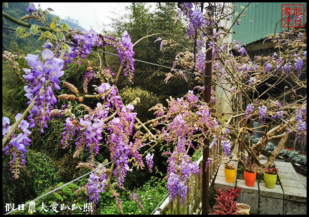 瑞里紫藤花況搶先報．目前綠色隧道休息站前最美/王鼎茶園也不錯 @假日農夫愛趴趴照