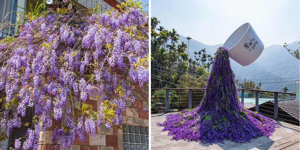 瑞里紫藤花況搶先報．目前綠色隧道休息站前最美/王鼎茶園也不錯 @假日農夫愛趴趴照