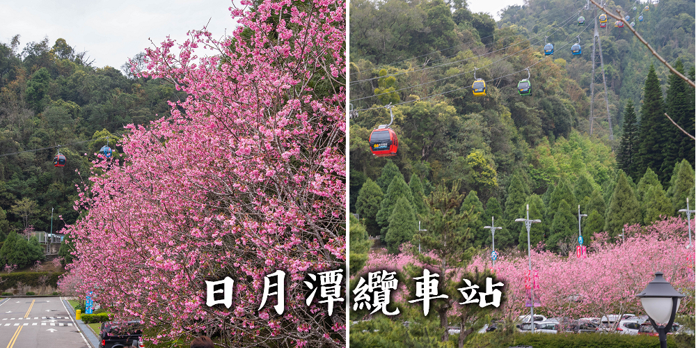 日月潭纜車站停車場富士櫻盛開，搭纜車體驗空拍機視角賞櫻花 @假日農夫愛趴趴照