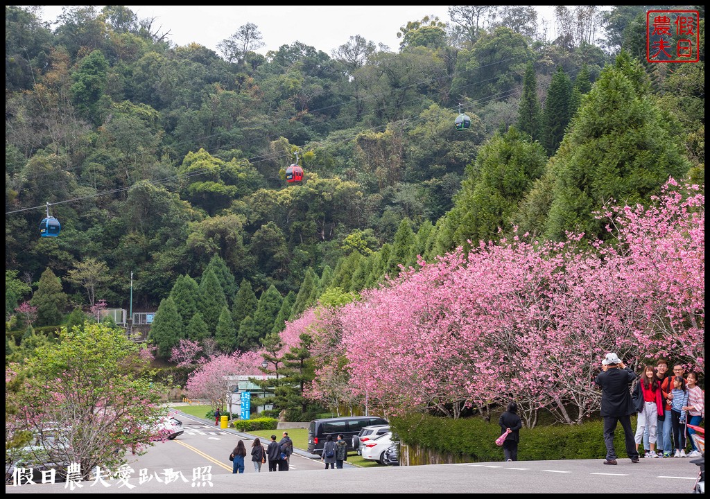 日月潭纜車站停車場富士櫻盛開，搭纜車體驗空拍機視角賞櫻花 @假日農夫愛趴趴照