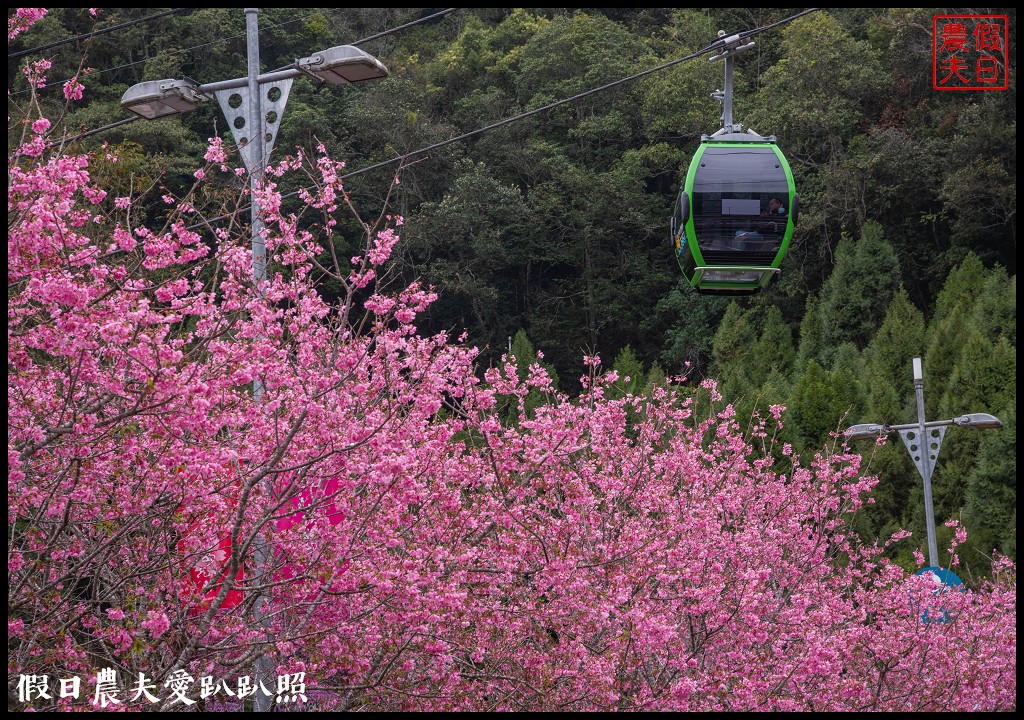 日月潭纜車站停車場富士櫻盛開，搭纜車體驗空拍機視角賞櫻花 @假日農夫愛趴趴照