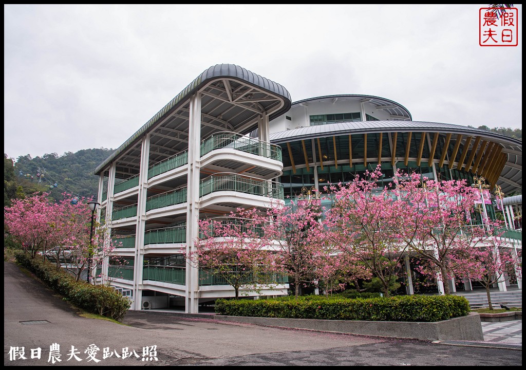 日月潭纜車站停車場富士櫻盛開，搭纜車體驗空拍機視角賞櫻花 @假日農夫愛趴趴照