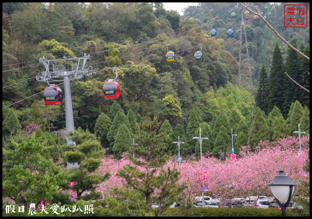 日月潭纜車站停車場富士櫻盛開，搭纜車體驗空拍機視角賞櫻花 @假日農夫愛趴趴照