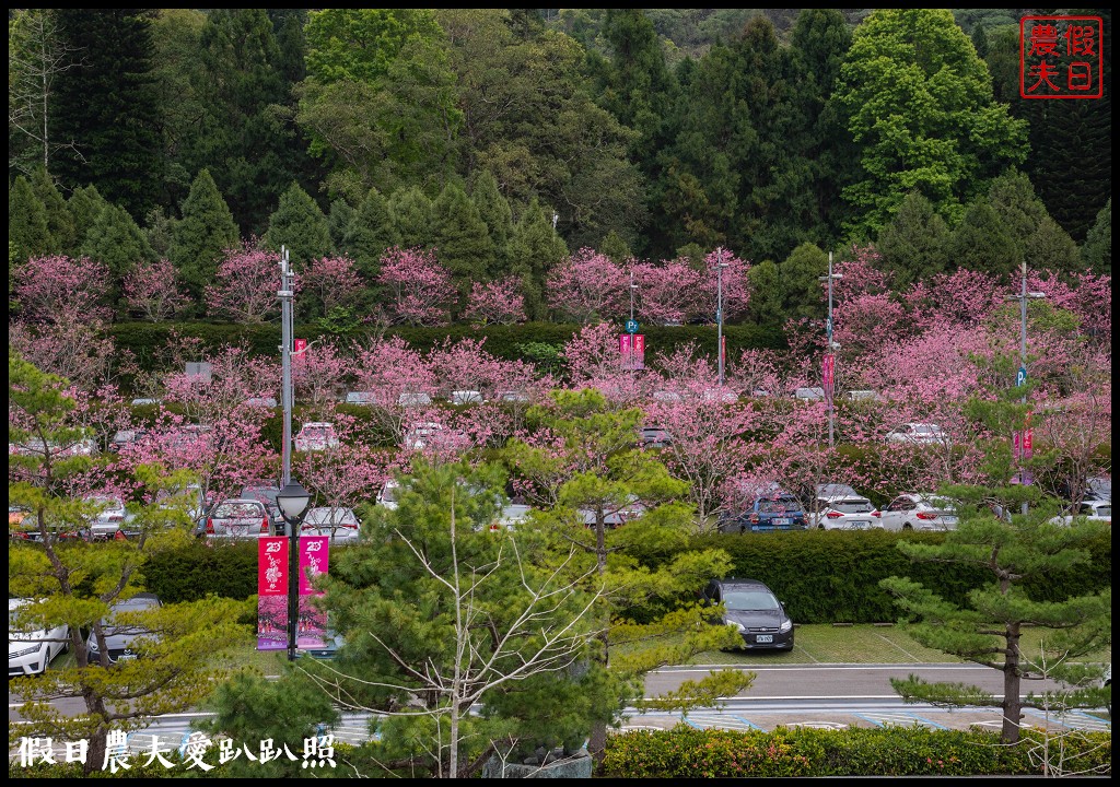 日月潭纜車站停車場富士櫻盛開，搭纜車體驗空拍機視角賞櫻花 @假日農夫愛趴趴照