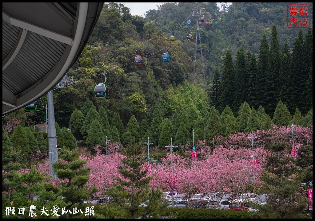 日月潭纜車站停車場富士櫻盛開，搭纜車體驗空拍機視角賞櫻花 @假日農夫愛趴趴照