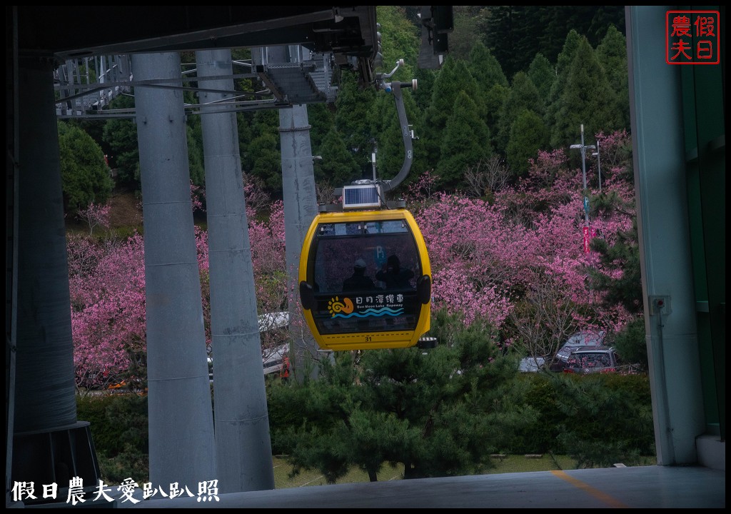 日月潭纜車站停車場富士櫻盛開，搭纜車體驗空拍機視角賞櫻花 @假日農夫愛趴趴照