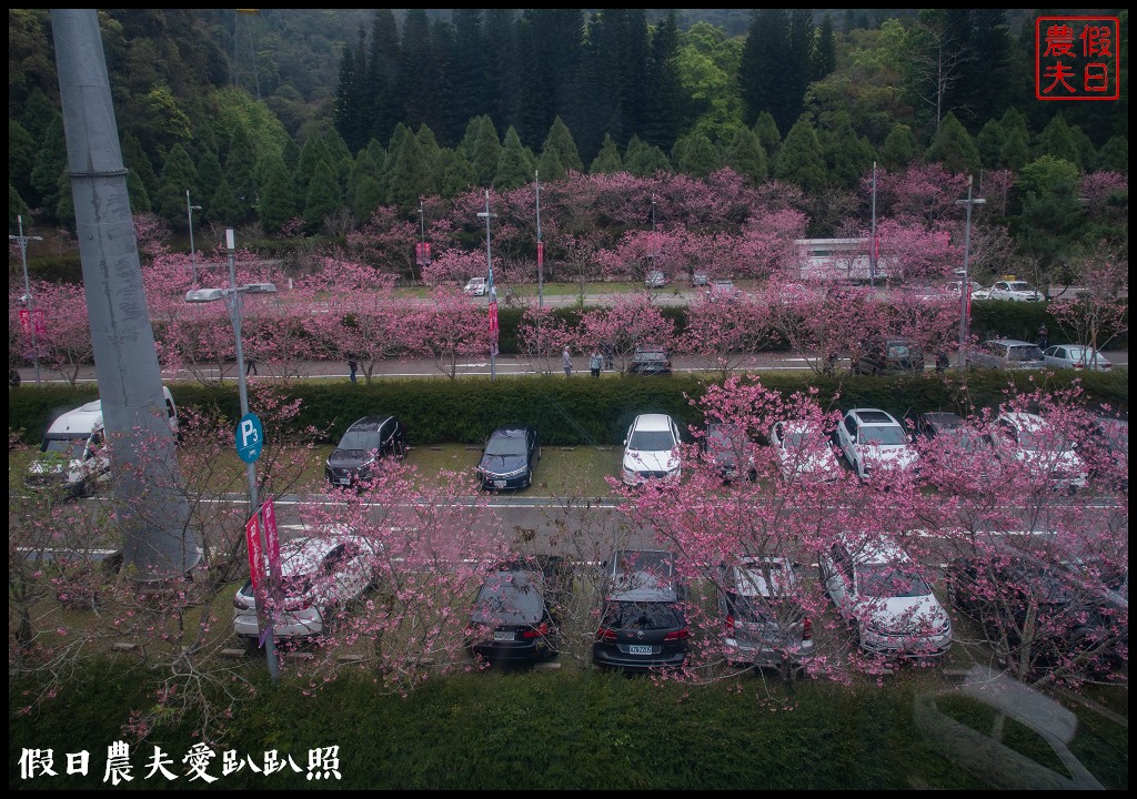 日月潭纜車站停車場富士櫻盛開，搭纜車體驗空拍機視角賞櫻花 @假日農夫愛趴趴照