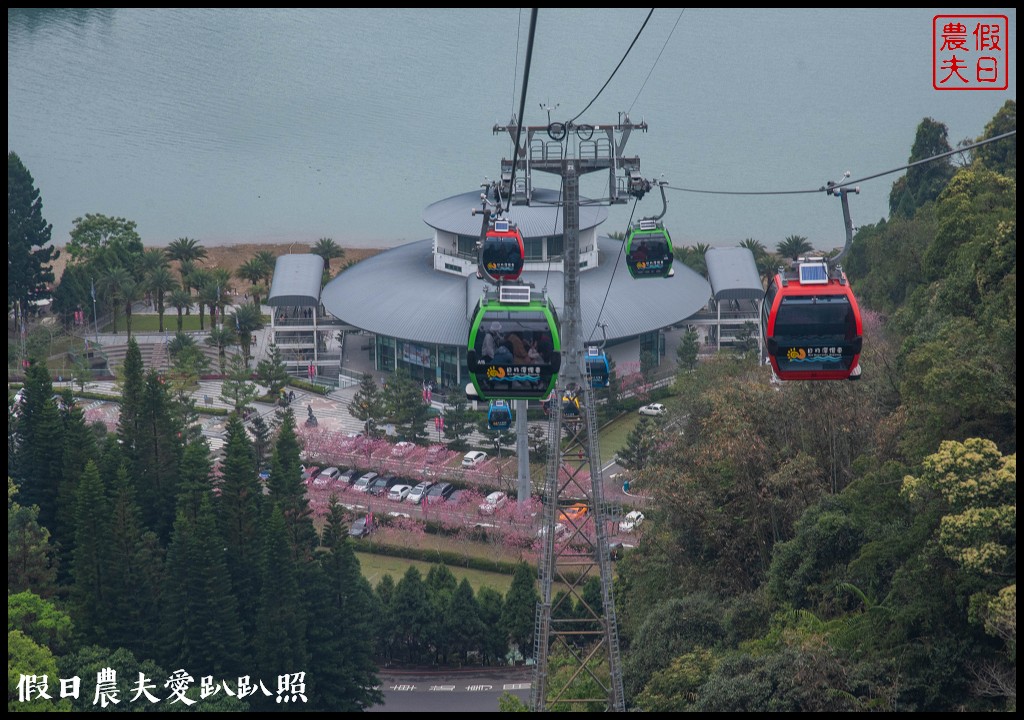 日月潭纜車站停車場富士櫻盛開，搭纜車體驗空拍機視角賞櫻花 @假日農夫愛趴趴照