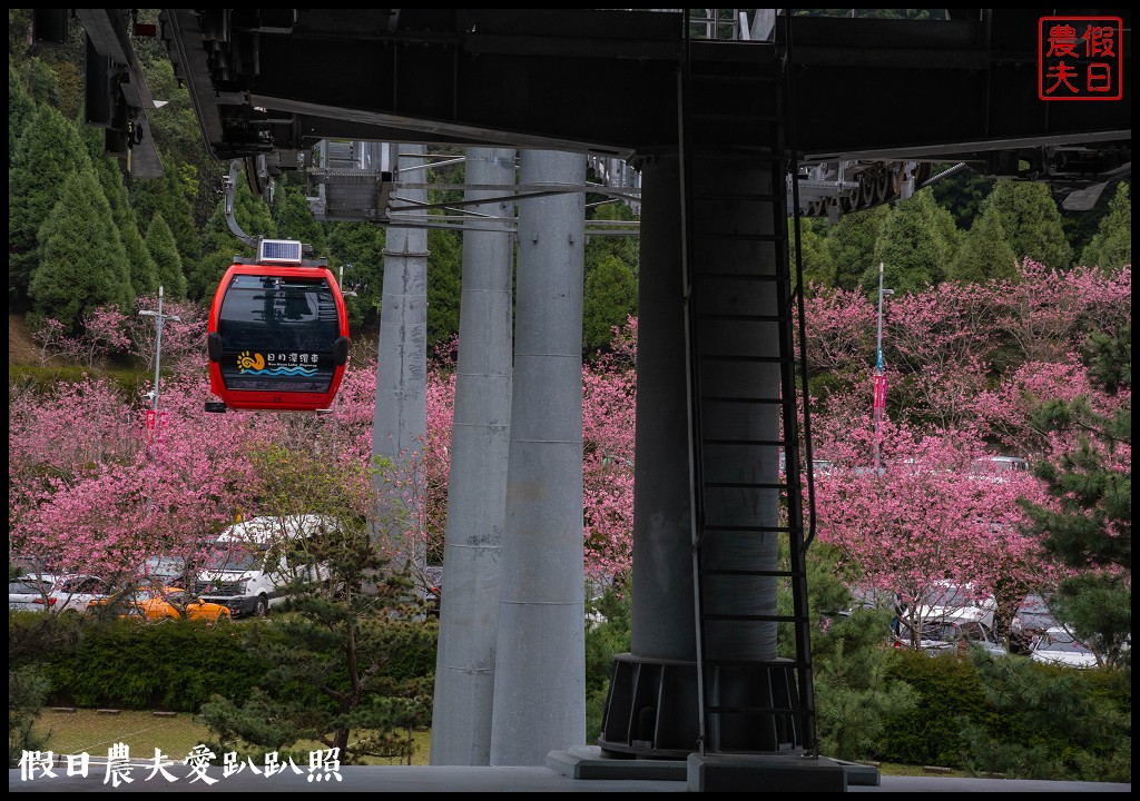 日月潭纜車站停車場富士櫻盛開，搭纜車體驗空拍機視角賞櫻花 @假日農夫愛趴趴照