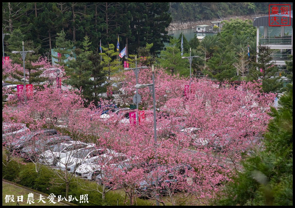 日月潭纜車站停車場富士櫻盛開，搭纜車體驗空拍機視角賞櫻花 @假日農夫愛趴趴照