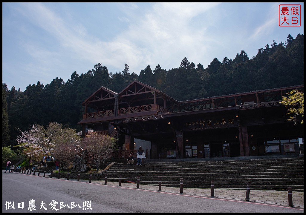 阿里山櫻花季3月10日開始．免出國賞日本味的染井吉野櫻/交通管制 @假日農夫愛趴趴照