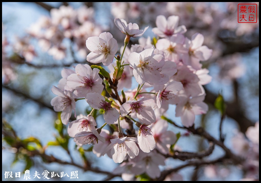 阿里山櫻花季3月10日開始．免出國賞日本味的染井吉野櫻/交通管制 @假日農夫愛趴趴照