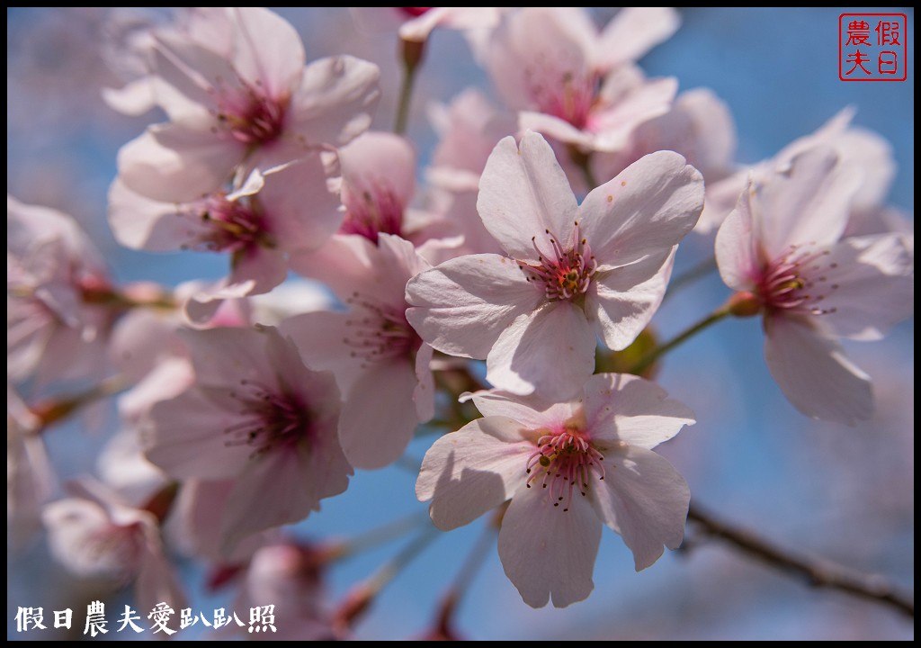 阿里山櫻花季3月10日開始．免出國賞日本味的染井吉野櫻/交通管制 @假日農夫愛趴趴照