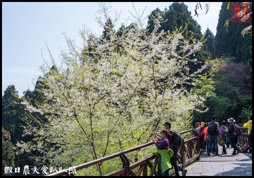 阿里山櫻花季3月10日開始．免出國賞日本味的染井吉野櫻/交通管制 @假日農夫愛趴趴照