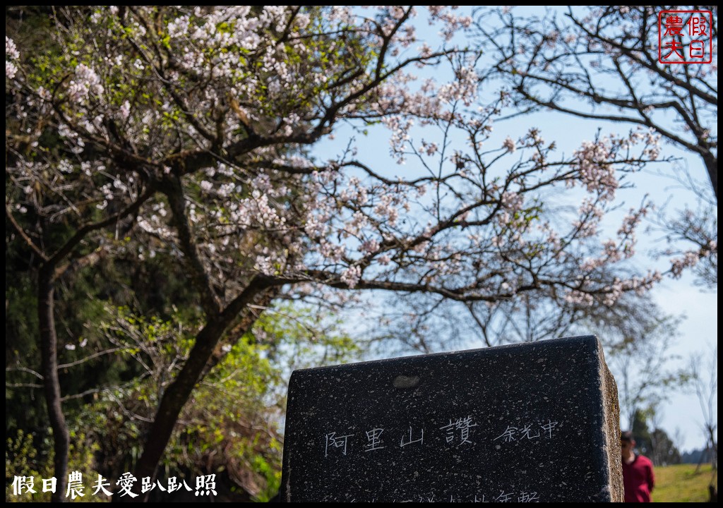 阿里山櫻花季3月10日開始．免出國賞日本味的染井吉野櫻/交通管制 @假日農夫愛趴趴照