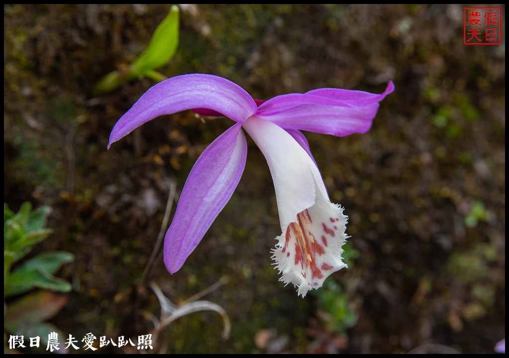 阿里山櫻花季3月10日開始．免出國賞日本味的染井吉野櫻/交通管制 @假日農夫愛趴趴照