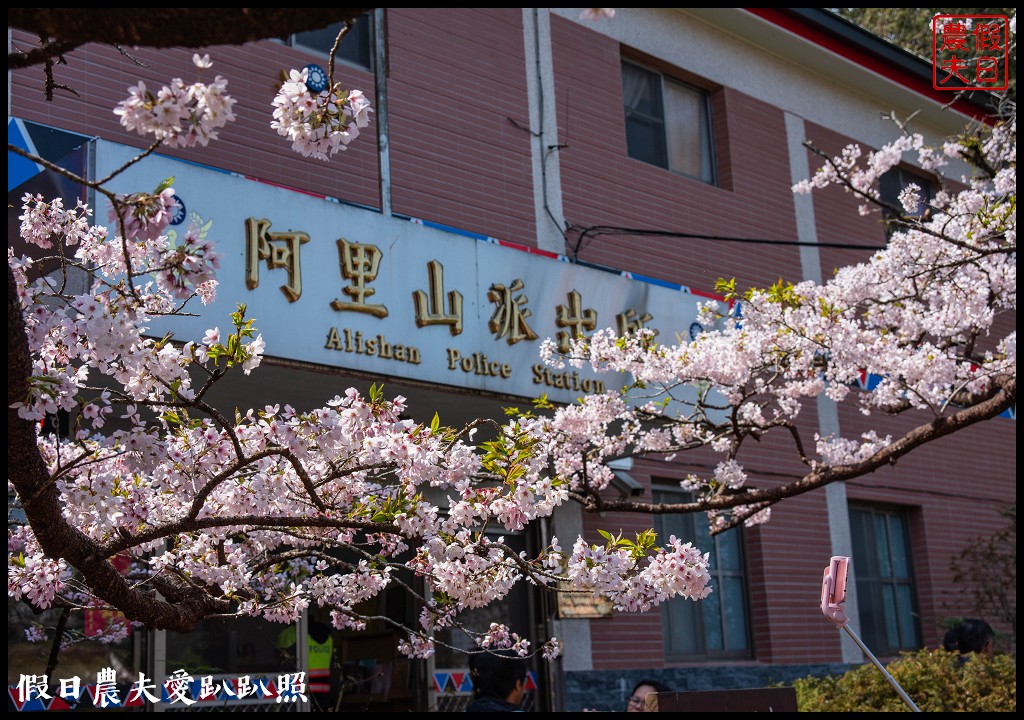 阿里山櫻花季3月10日開始．免出國賞日本味的染井吉野櫻/交通管制 @假日農夫愛趴趴照