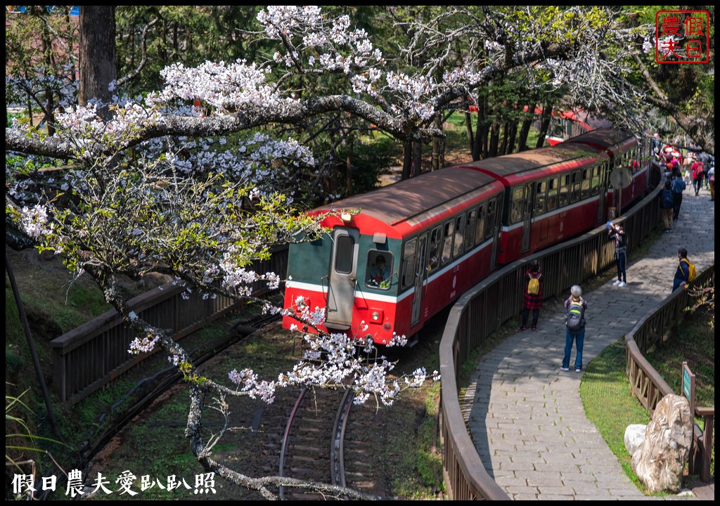 阿里山櫻花季3月10日開始．免出國賞日本味的染井吉野櫻/交通管制 @假日農夫愛趴趴照