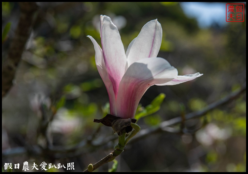 阿里山櫻花季3月10日開始．免出國賞日本味的染井吉野櫻/交通管制 @假日農夫愛趴趴照