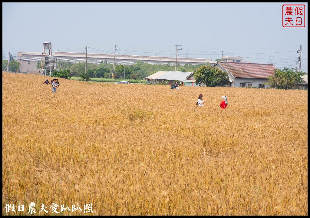 2020外埔麥田圈地景藝術．用上帝視角看麥田圈/交通路線 @假日農夫愛趴趴照