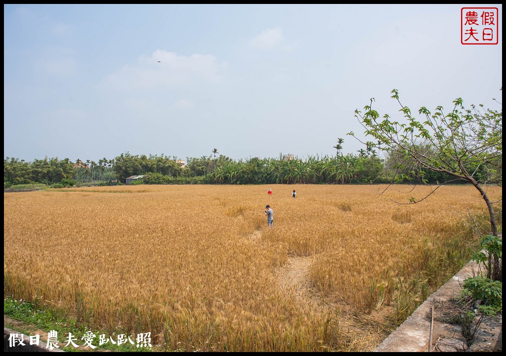 2020外埔麥田圈地景藝術．用上帝視角看麥田圈/交通路線 @假日農夫愛趴趴照