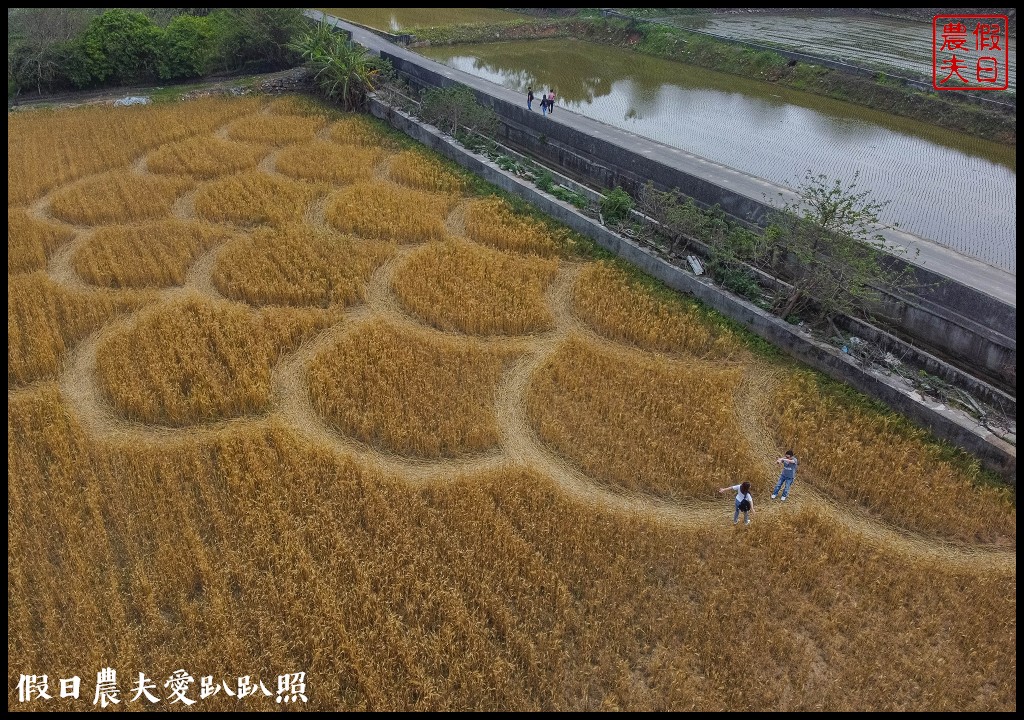 2020外埔麥田圈地景藝術．用上帝視角看麥田圈/交通路線 @假日農夫愛趴趴照