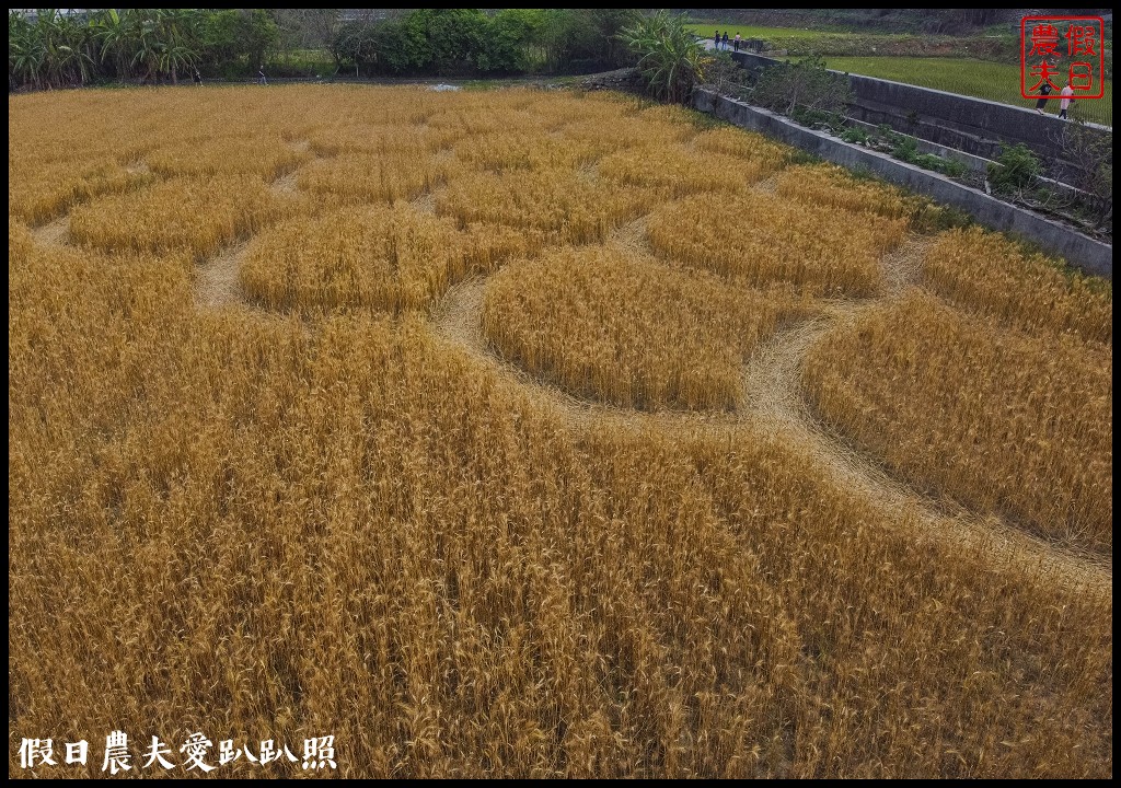 2020外埔麥田圈地景藝術．用上帝視角看麥田圈/交通路線 @假日農夫愛趴趴照