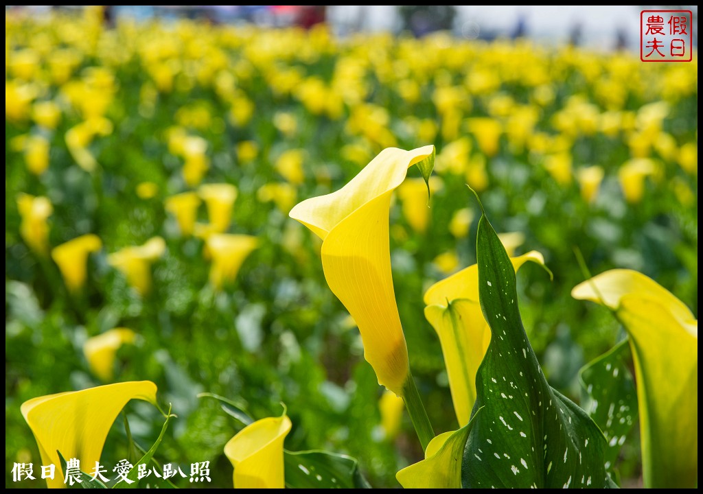 外埔黃色海芋盛開．台中也有海芋花田！ @假日農夫愛趴趴照