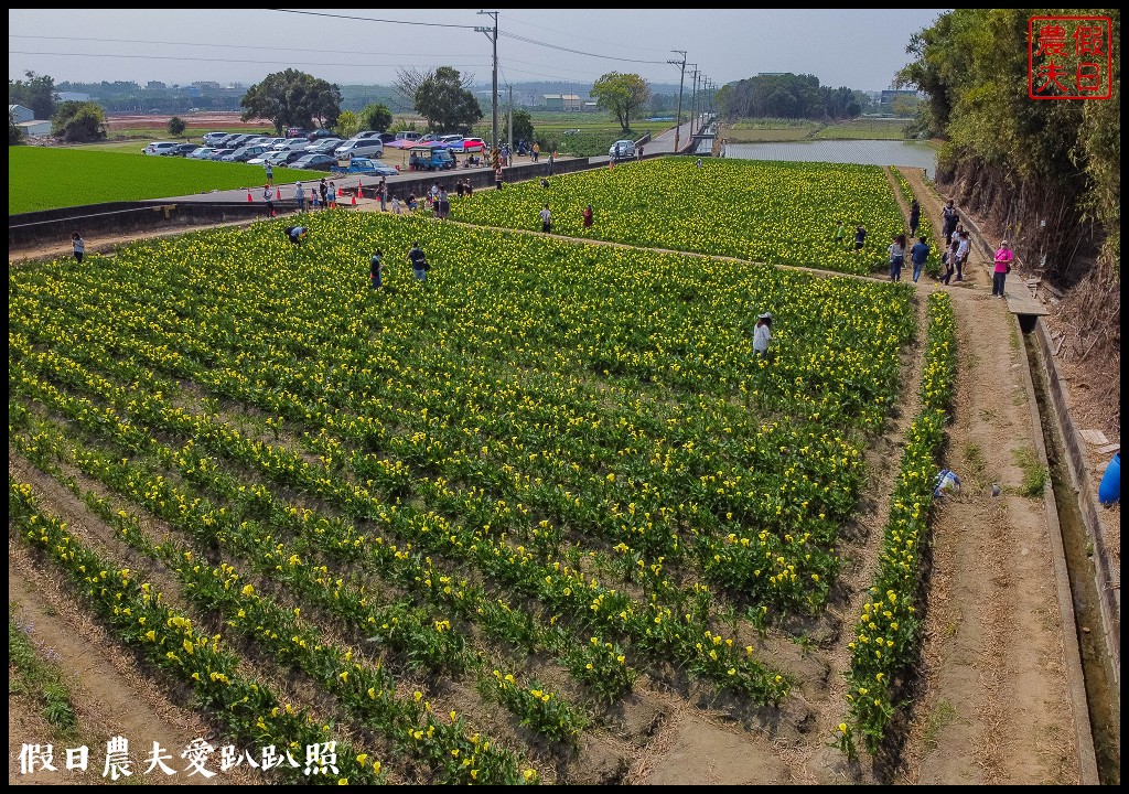 外埔黃色海芋盛開．台中也有海芋花田！ @假日農夫愛趴趴照