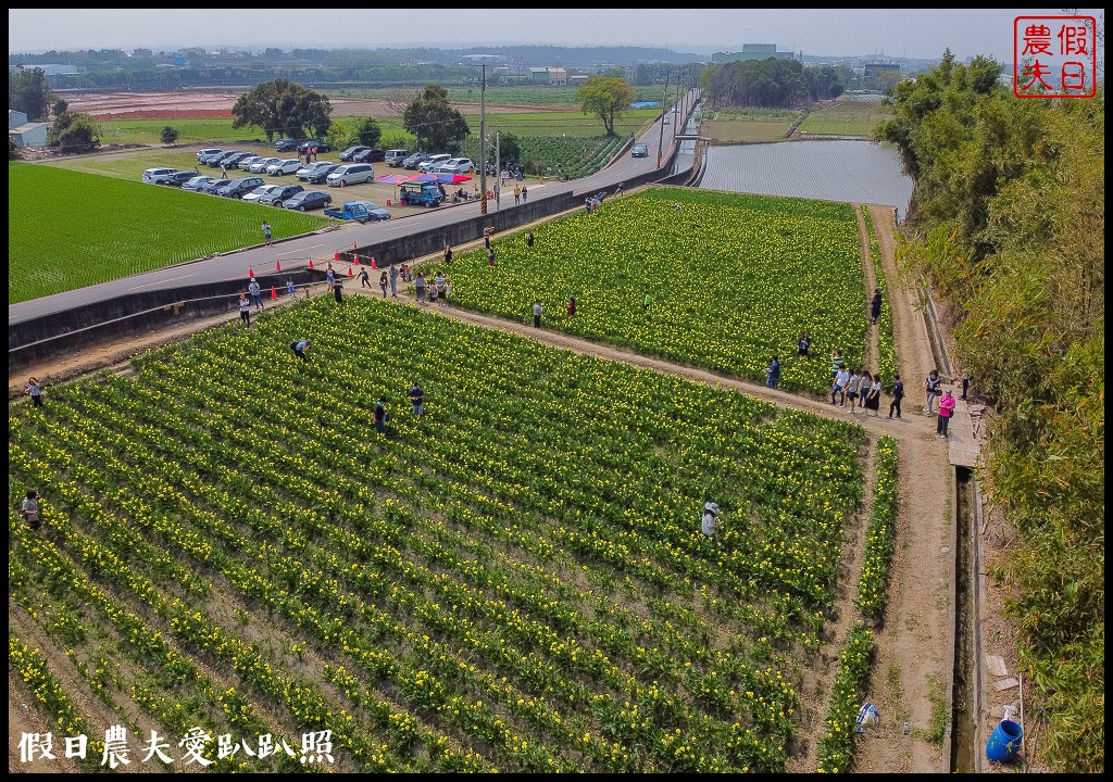 外埔黃色海芋盛開．台中也有海芋花田！ @假日農夫愛趴趴照