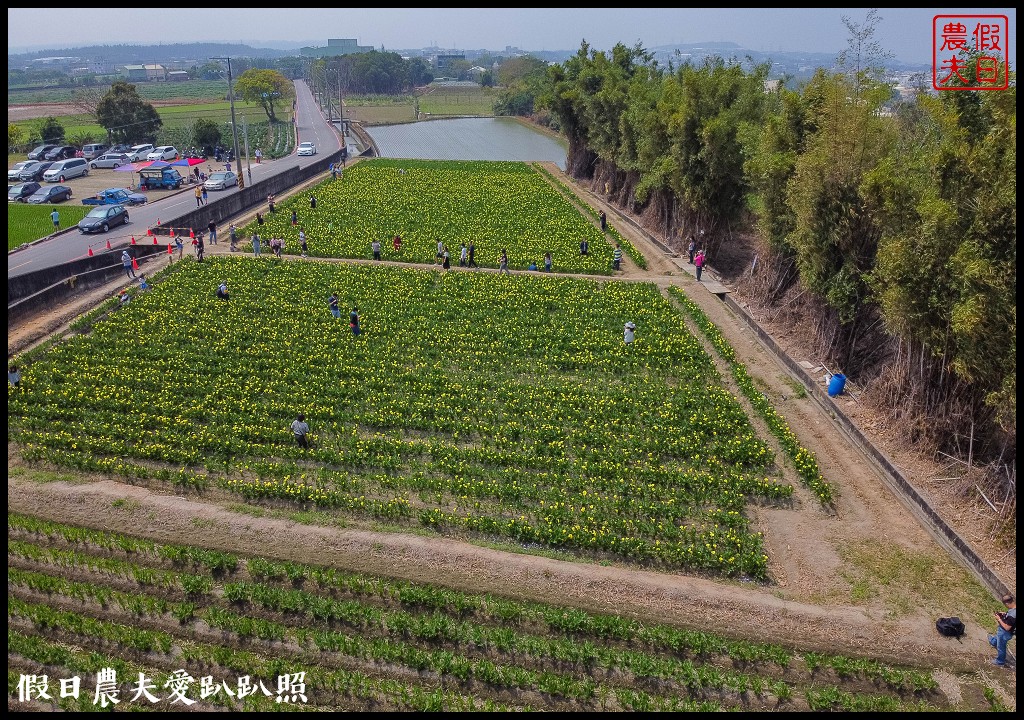 外埔黃色海芋盛開．台中也有海芋花田！ @假日農夫愛趴趴照