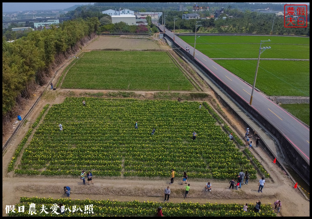 外埔黃色海芋盛開．台中也有海芋花田！ @假日農夫愛趴趴照