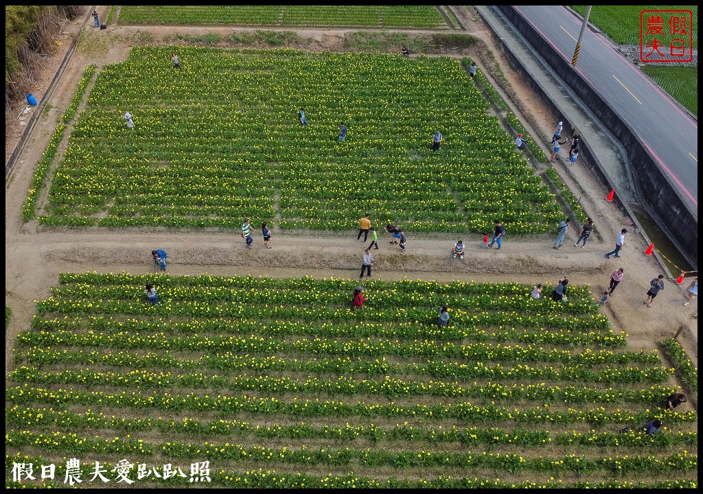 外埔黃色海芋盛開．台中也有海芋花田！ @假日農夫愛趴趴照