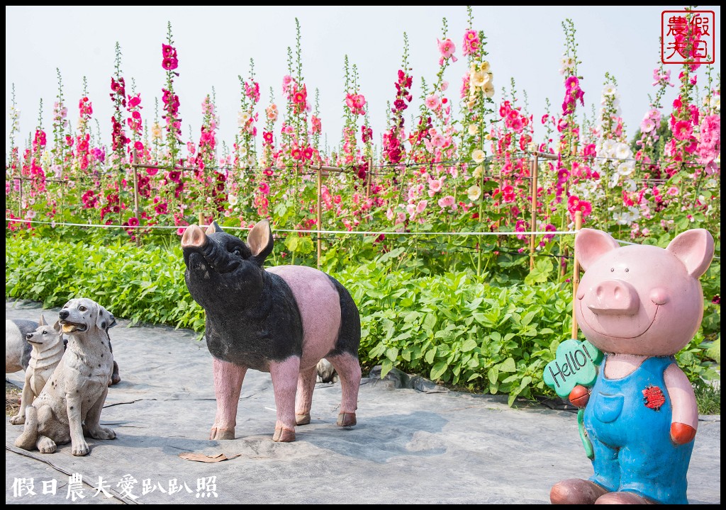 員林大明里南區公園旁蜀葵花海盛開．交通資訊.免費參觀 @假日農夫愛趴趴照