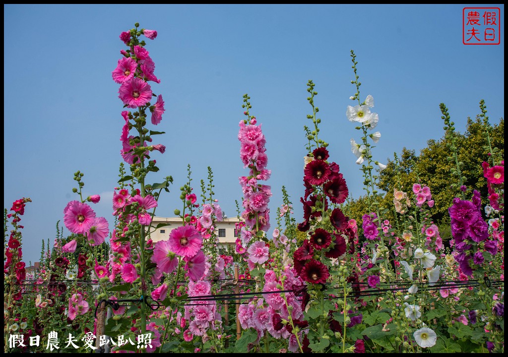 員林大明里南區公園旁蜀葵花海盛開．交通資訊.免費參觀 @假日農夫愛趴趴照