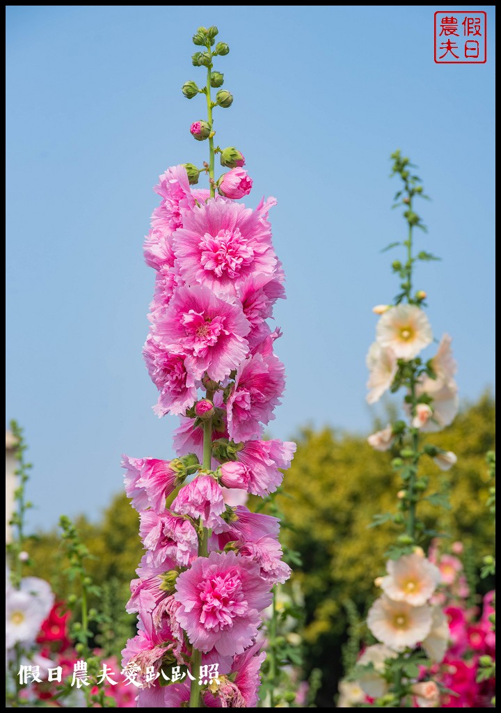 員林大明里南區公園旁蜀葵花海盛開．交通資訊.免費參觀 @假日農夫愛趴趴照