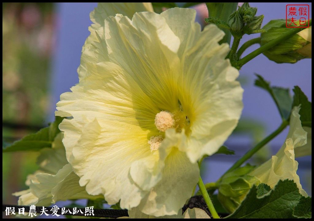 員林大明里南區公園旁蜀葵花海盛開．交通資訊.免費參觀 @假日農夫愛趴趴照